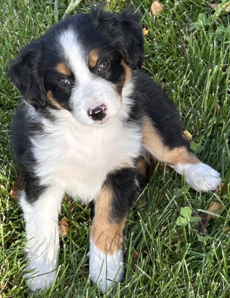 almost 8 weeks old; 7.0 lbs @ 8 weeks