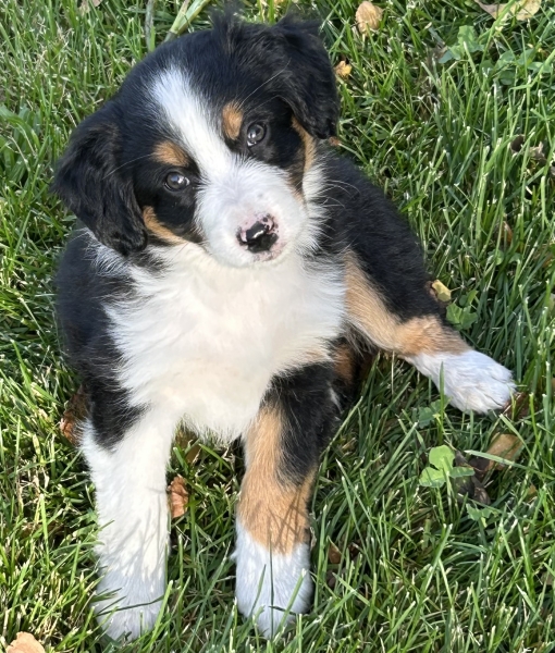 almost 8 weeks old; 7.0 lbs @ 8 weeks