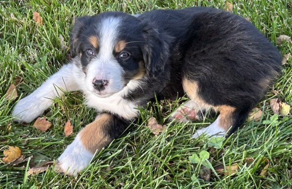 almost 8 weeks old; 7.0 lbs @ 8 weeks