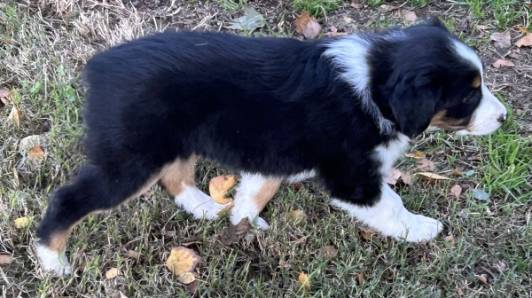 almost 8 weeks old; 7.0 lbs @ 8 weeks
