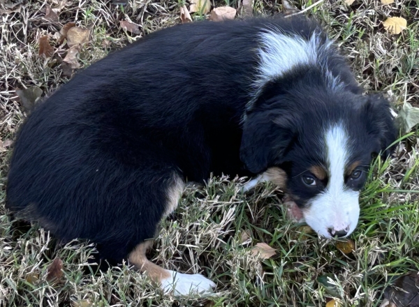 almost 8 weeks old; 7.0 lbs @ 8 weeks