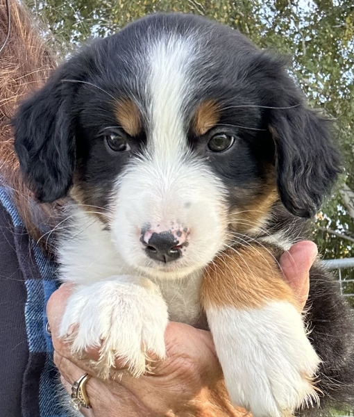 almost 8 weeks old; 7.0 lbs @ 8 weeks