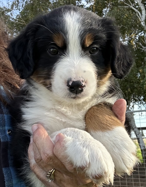 almost 8 weeks old; 7.0 lbs @ 8 weeks