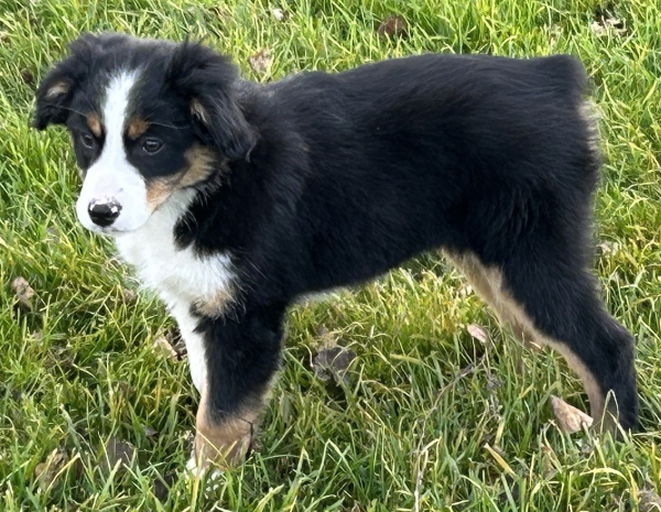 11+ weeks old