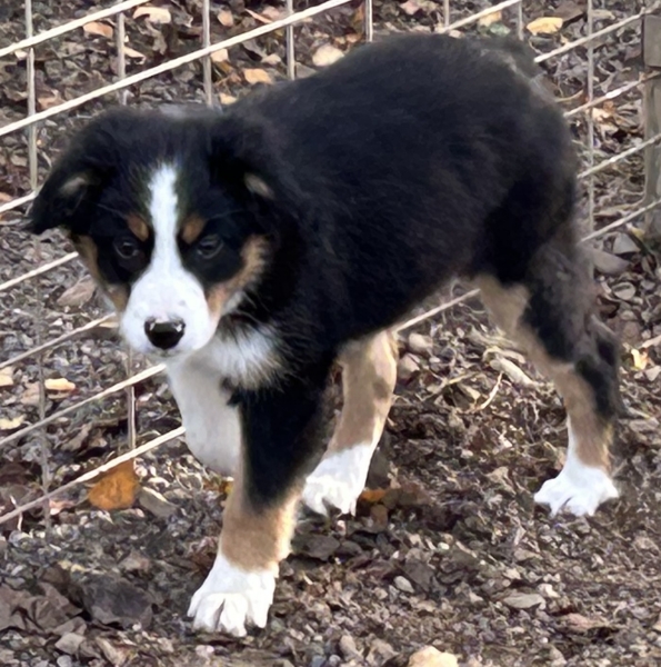 11+ weeks old