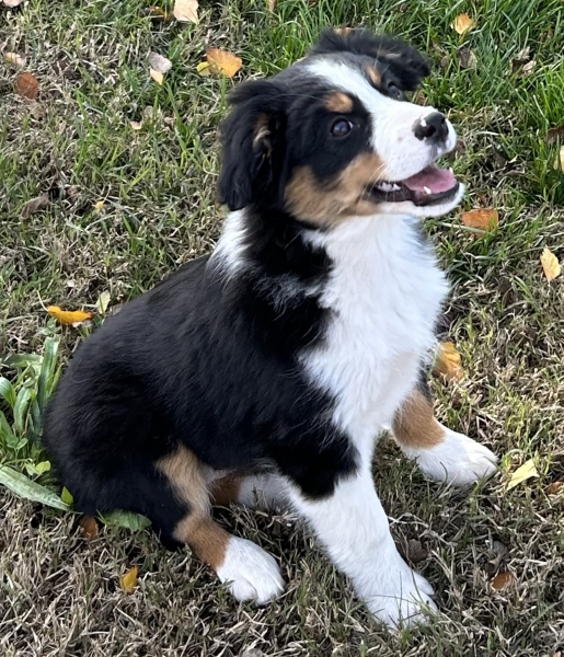 11+ weeks old