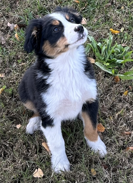 11+ weeks old