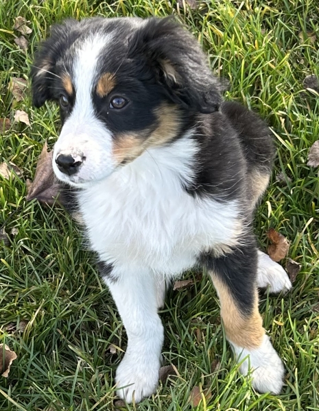 11+ weeks old