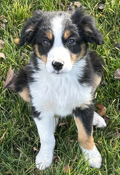 11+ weeks old