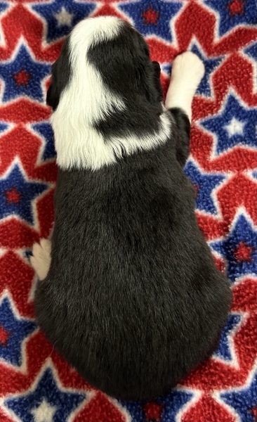 2 weeks old