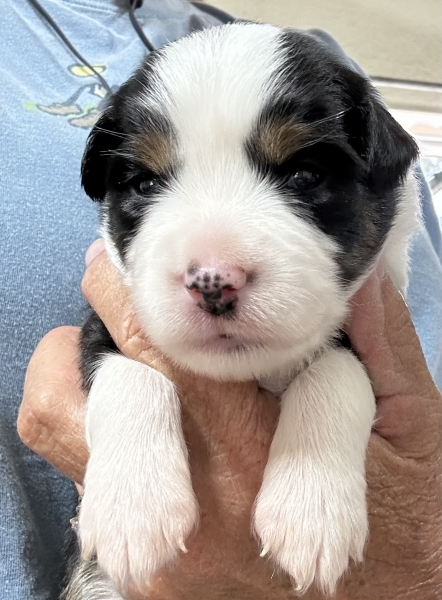 2 weeks old