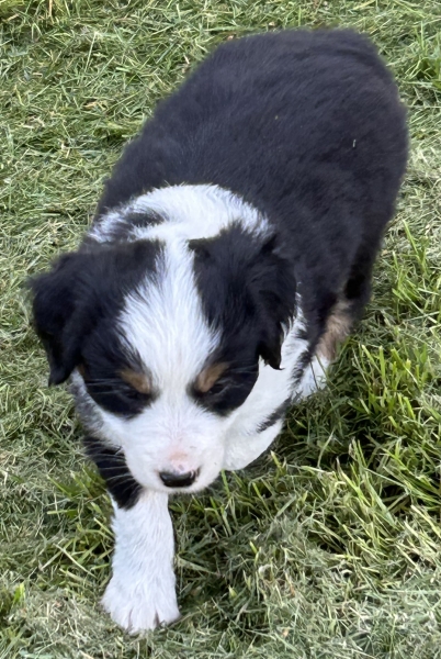 almost 6 weeks old