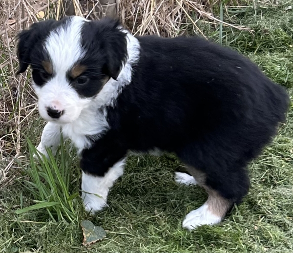 almost 6 weeks old