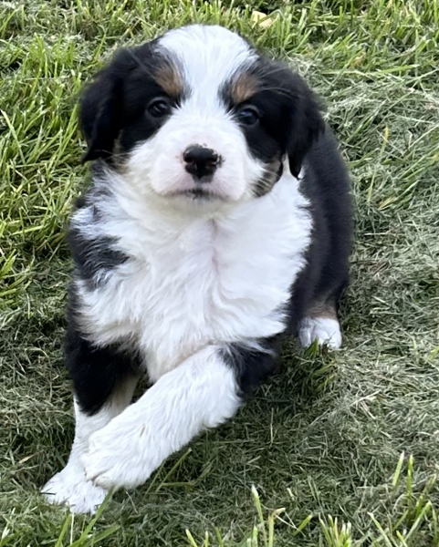 almost 6 weeks old