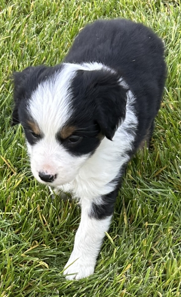 almost 6 weeks old