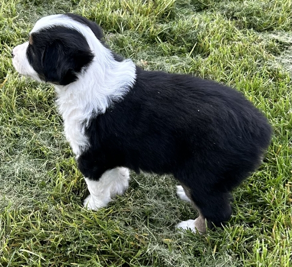 almost 6 weeks old