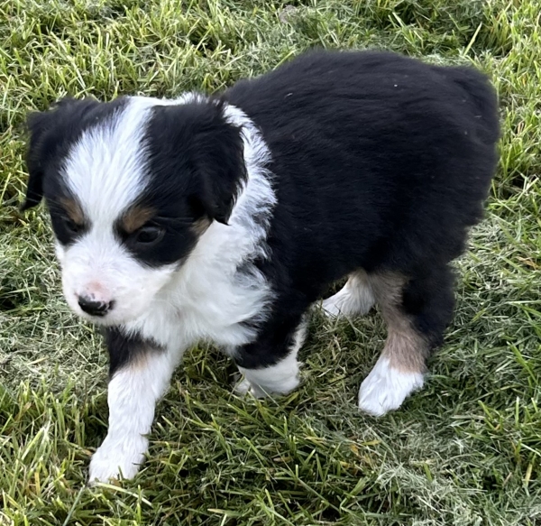 almost 6 weeks old