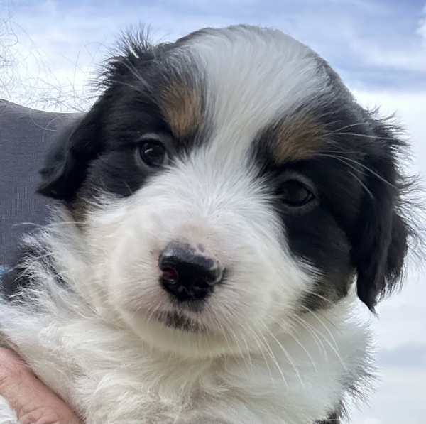 almost 6 weeks old