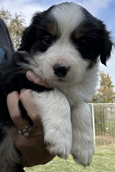 almost 6 weeks old