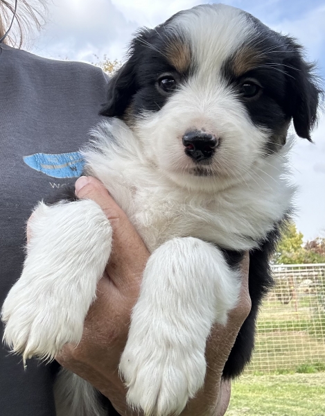 almost 6 weeks old