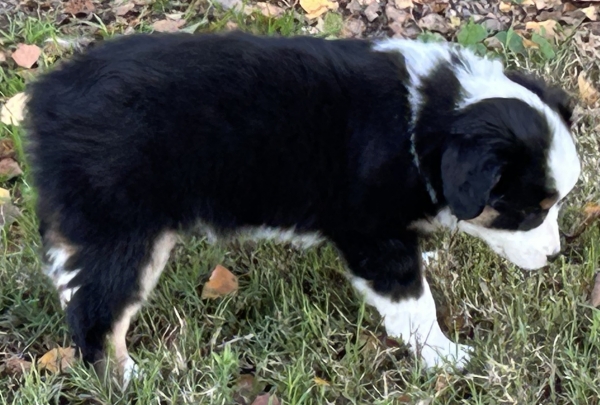 almost 8 weeks old; 6.3 lbs @ 8 weeks