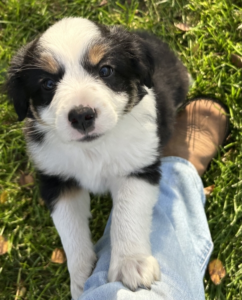 almost 8 weeks old; 6.3 lbs @ 8 weeks