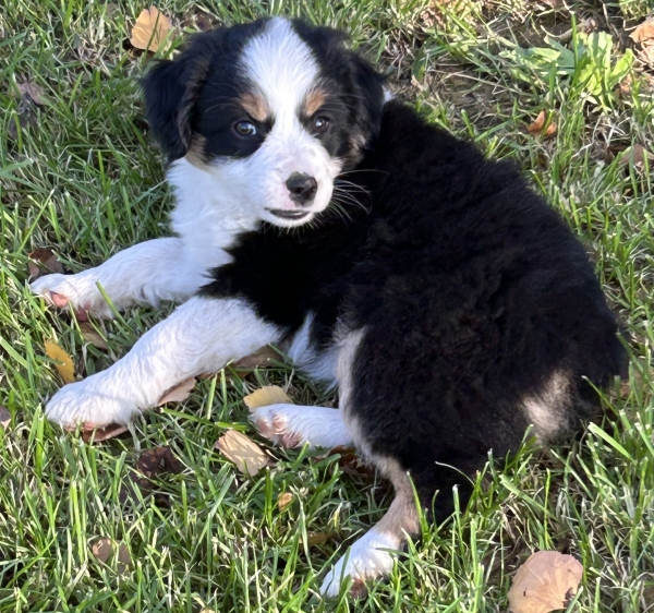 almost 8 weeks old; 6.3 lbs @ 8 weeks