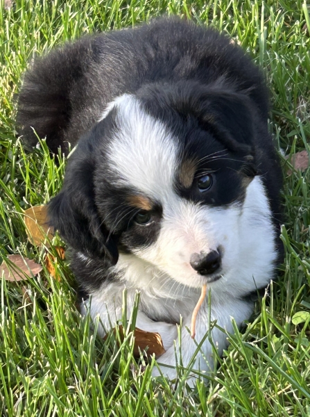 almost 8 weeks old; 6.3 lbs @ 8 weeks
