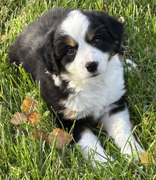 almost 8 weeks old; 6.3 lbs @ 8 weeks