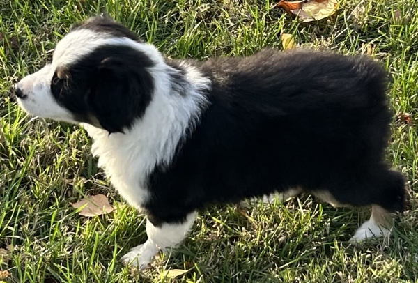 almost 8 weeks old; 6.3 lbs @ 8 weeks