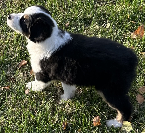 almost 8 weeks old; 6.3 lbs @ 8 weeks