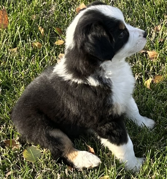 almost 8 weeks old; 6.3 lbs @ 8 weeks