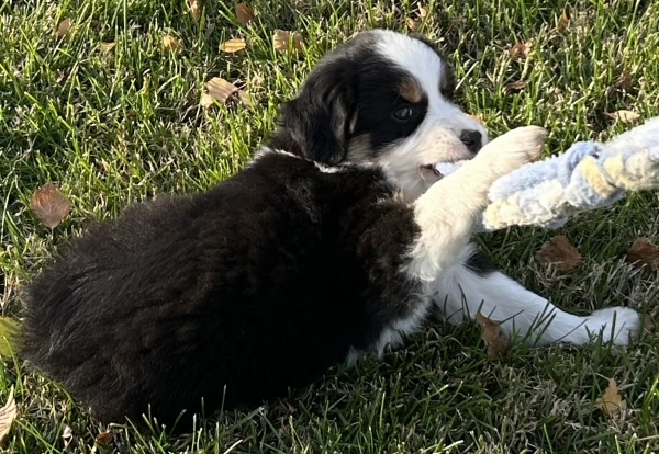 almost 8 weeks old; 6.3 lbs @ 8 weeks