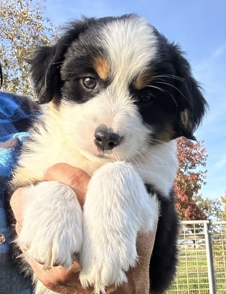 almost 8 weeks old; 6.3 lbs @ 8 weeks
