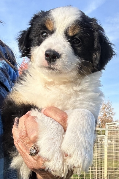 almost 8 weeks old; 6.3 lbs @ 8 weeks