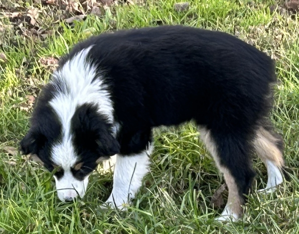 11 weeks old