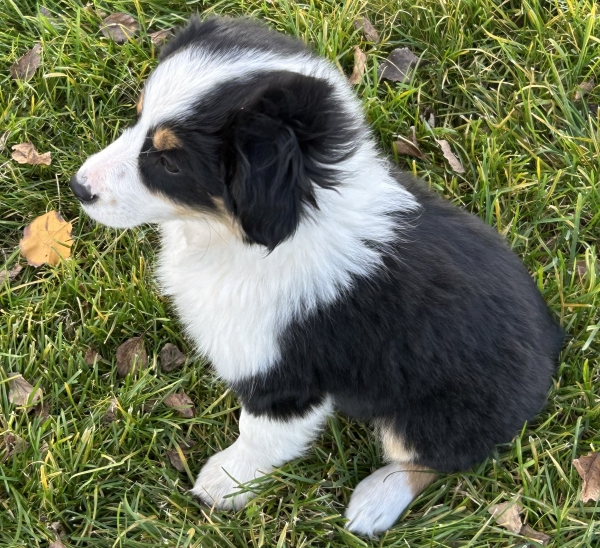11 weeks old