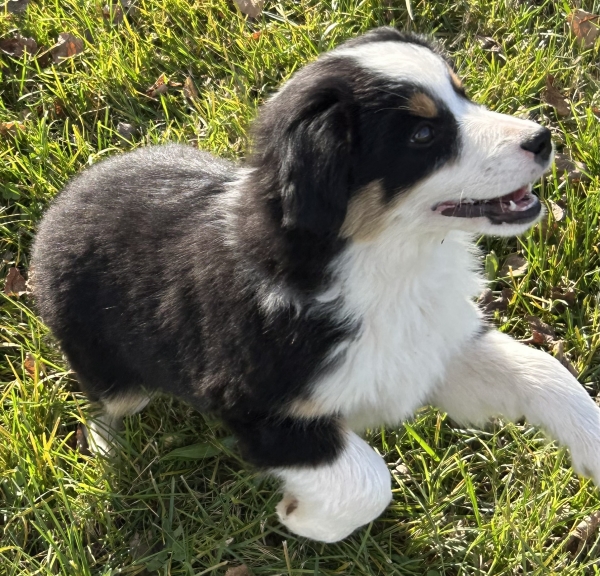 11 weeks old