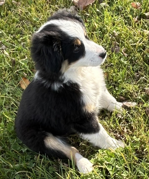 11 weeks old