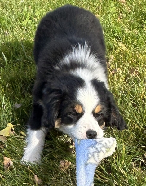 11 weeks old