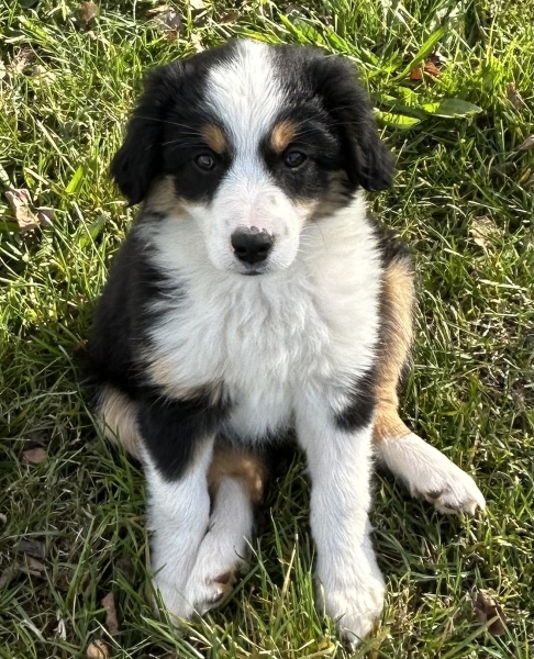 11 weeks old