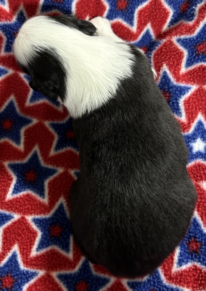 2 weeks old