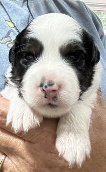 2 weeks old