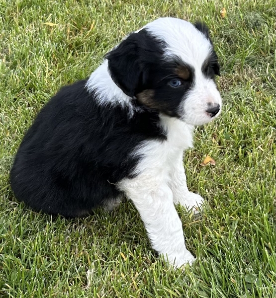 almost 6 weeks old