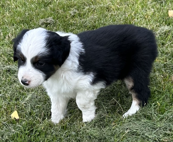 almost 6 weeks old