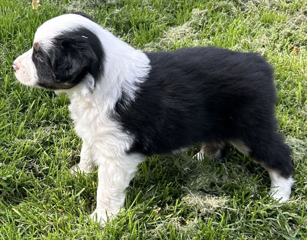 almost 6 weeks old