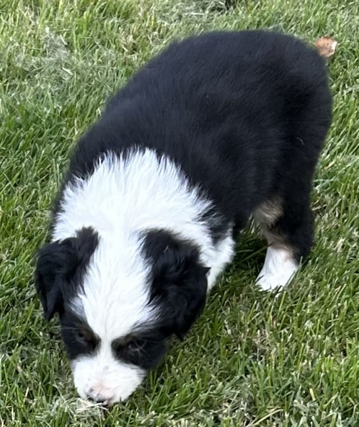 almost 6 weeks old