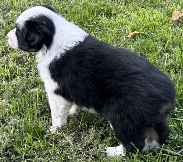 almost 6 weeks old