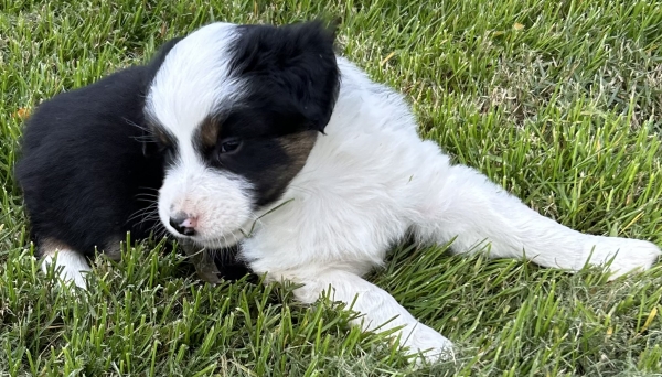 almost 6 weeks old