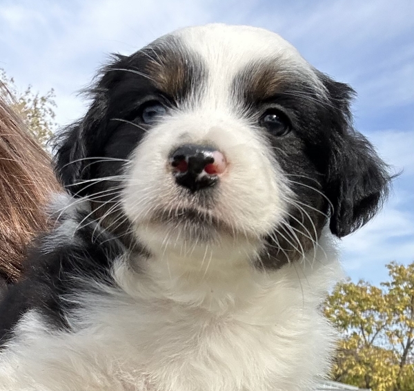 almost 6 weeks old